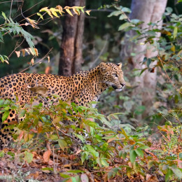 Leopard steht wachsam im Gebüsch
