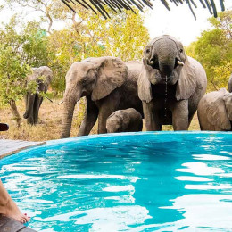 Sitting next to elephants in Kruger Central, South Africa