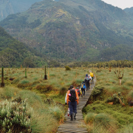 Ruwenzori-Gebirge, Uganda, Afrika
