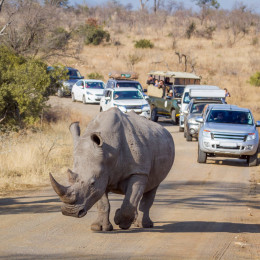 Enchanting Travels Guest - Traveled to South Africa - White Rhinoceros, Kruger National Park - Rebecca Cory