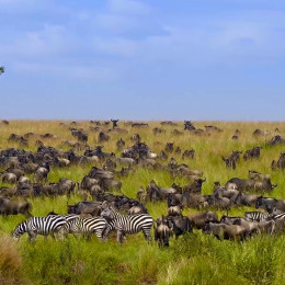 things to do in kenya