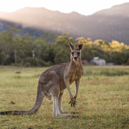 Känguru in der Wildnis in Grampians, Victoria in Australien