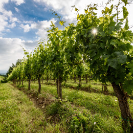 Weinreben in Goriska Brda, Slowenien