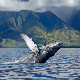 Best time to visit Hawaii - whale watching
