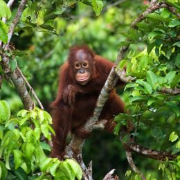 Baby Orangutan in Indonesia Vacation