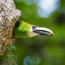 An Emerald toucanet peeking from its nest - summer is one of the best times to visit Guatemala for the birdlife