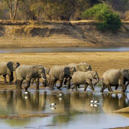 wildlife safari in Zambia