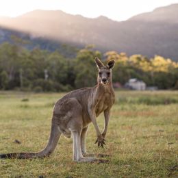 Things to do in Australia - Meet kangaroos in The Grampians
