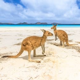 Kängurus am Strand von Lucky Bay im Cape Le Grand Nationalpark in der Nähe von Esperance im Westen Australiens