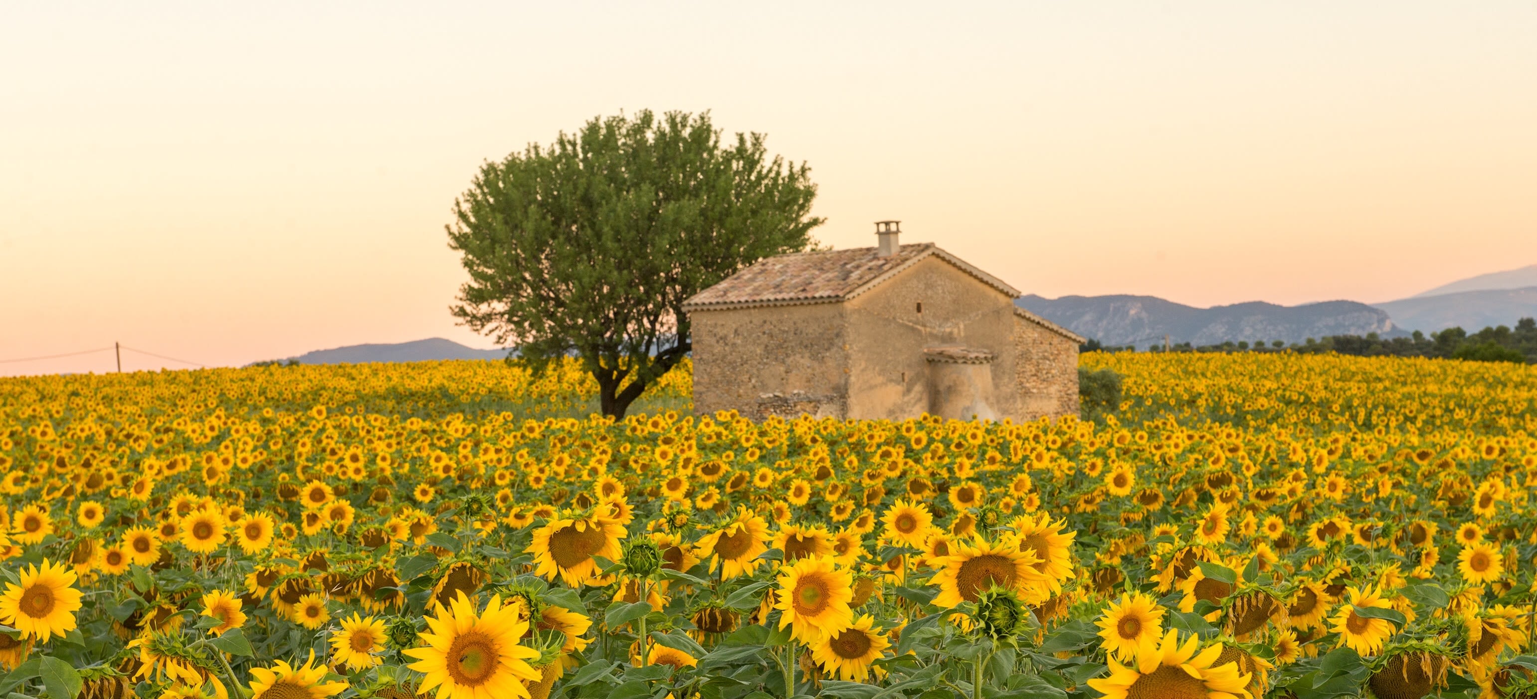 Enchanting Travels France Tours A field of sunflowers surround an old building in Provence, France Enchanting Travels France Tours A field of sunflowers surround an old building in Provence, France - Best time to visit France