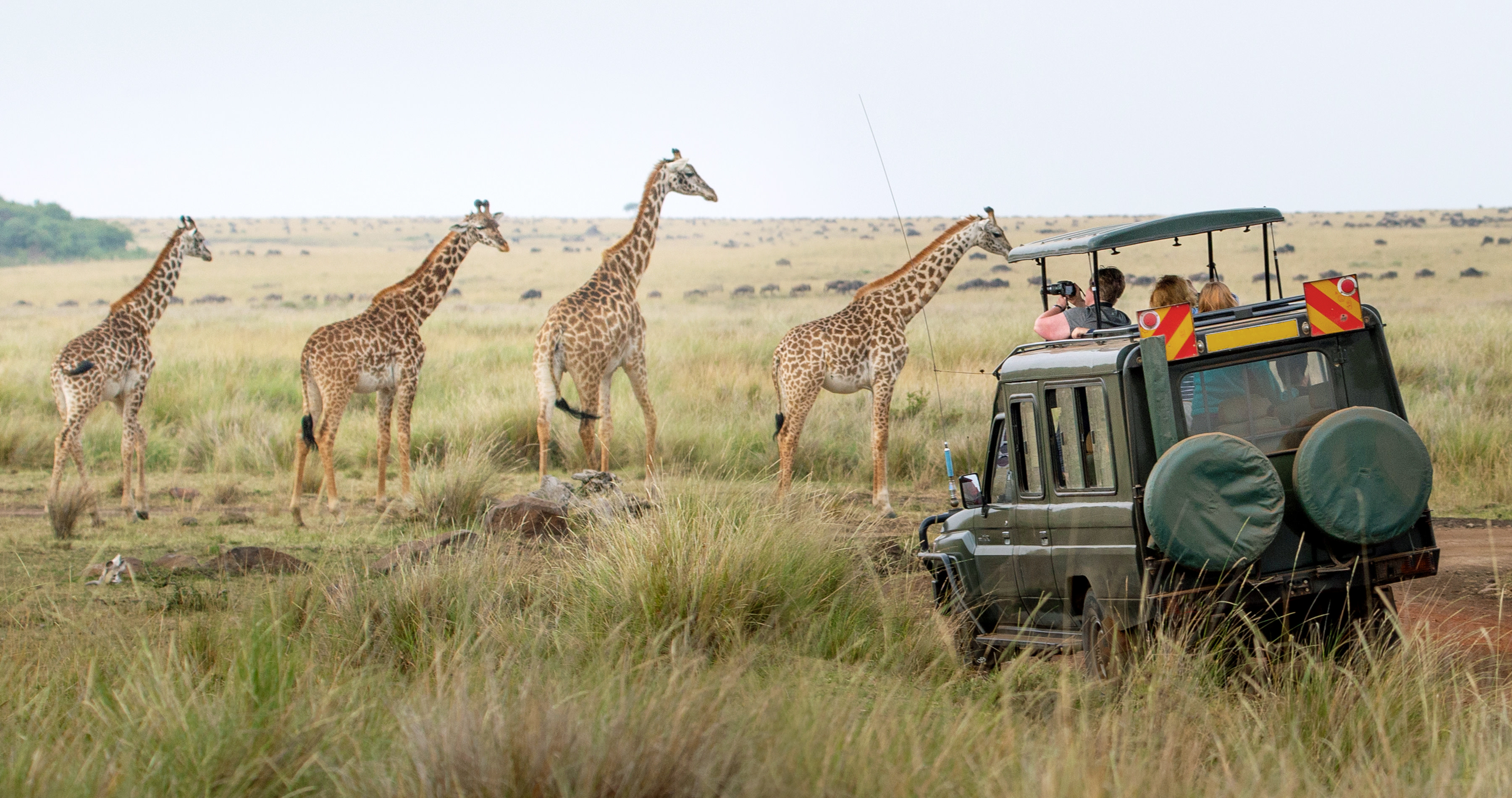 Enchanting-Travels-Africa-Kenya-5 Kenya travel guide - Giraffes herd in savannah, Kenya, Africa