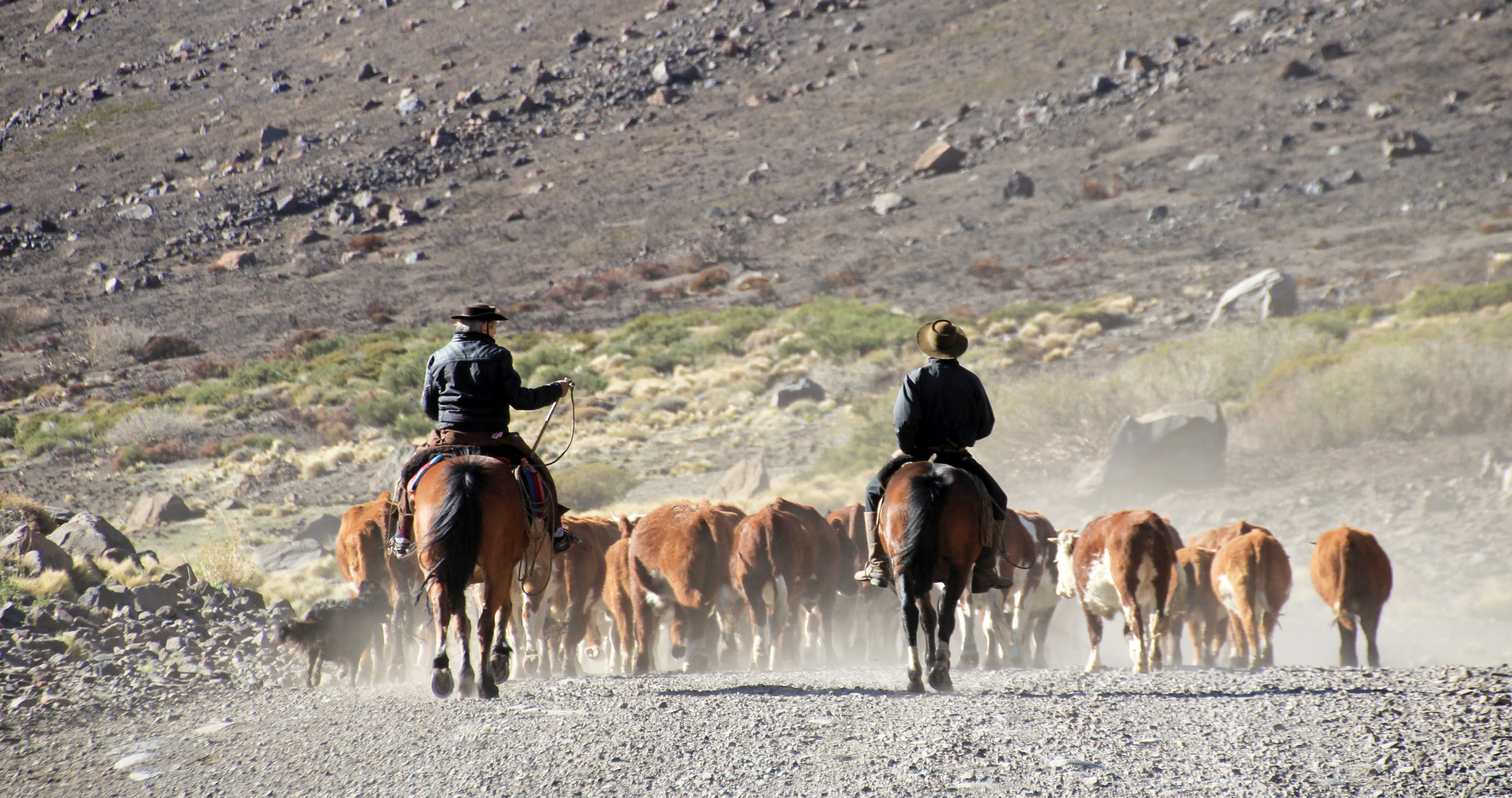 Enchanting-Travels-South-America-Argentina-5 Gauchos and herd of cows, Patagonia, Argentina, South America