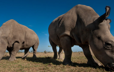 conserving-the-big-fives-black-rhino-in-kenya