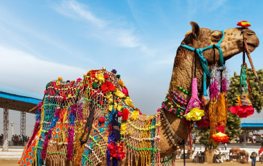 Bunt geschmücktes Kamel beim Wüstenfest von Jaisalmer in Indien, Rajasthan