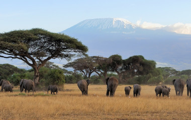 Enchanting Travels - Tanzania Tours - West Kilimanjaro - Elephant with Mount Kilimanjaro in the background