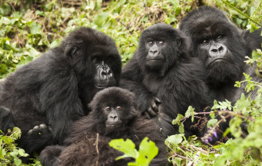 Treffen Sie die Berggorillas beim Gorilla Trekking Ruanda