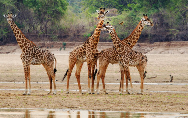 Enchanting Travels Zambia Tours Luambe Tower of Thornicroft Giraffe standing on the Luangwa Riverbed,