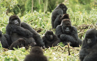 Gorilla trekking at Mountain Gorilla View, Rwanda