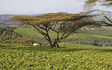 Teeplantage in Malawi