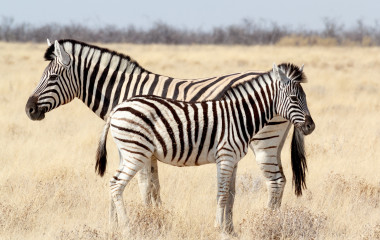 Zebra-Fohlen mit Mutter im afrikanischen Busch von Namibia
