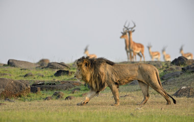 Löwe und Antilopen in der Savanne von Simbabwe, Afrika