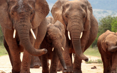 Winter in South Africa - Enchanting Travels South Africa Tours Addo elephant national park,eastern cape