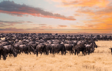 Gnuherde bei der großen Gnu-Wanderung in der Serengeti in Tansania, Afrika