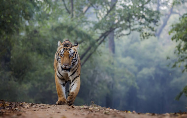 Tiger in Zentralindien
