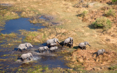 Aerial view of African Elephants Loxodonta africana, Okavango Delta, Botswana, Africa - Botswana safari tour