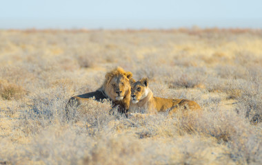 Couple of Lions lying down on the ground in the bush, Etosha National Park, Namibia, Africa