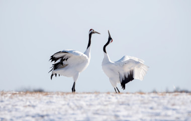 Two Japanese Red Crown Cranes in Winter, Kushiro, Japan