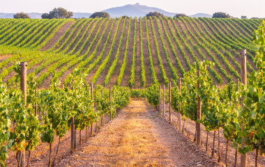 Weinreben im Alentejo in Portugal
