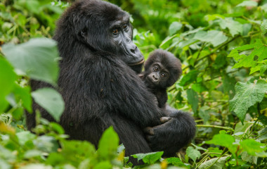 female mountain gorilla with a baby. Uganda. Bwindi Impenetrable Forest National Park