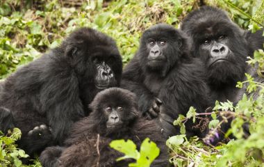 gorilla trekking rwanda
