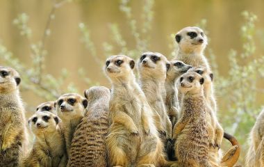 Meerkats in the Kalahari desert