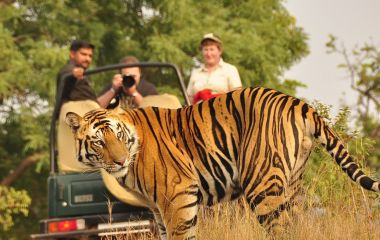 Tiger