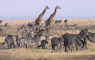 Giraffes and zebras in the Serengeti