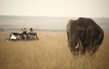 Kenia safari