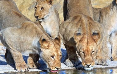 Etosha