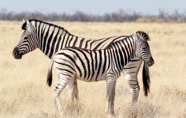 Enchanting Travels - Namibia Reisen-Serra Cafema- Zebra -Fohlen mit Mutter im afrikanischen Busch