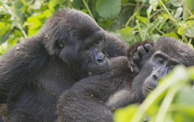 Best Time to Visit Uganda