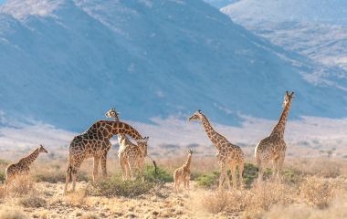 A group of Giraffes grazing in the desert of central Namibia. Hardap Region Namibia