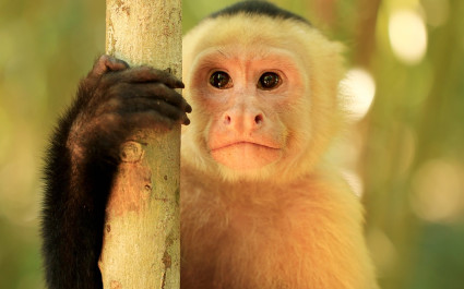 Capuchin Monkey in Monteverde