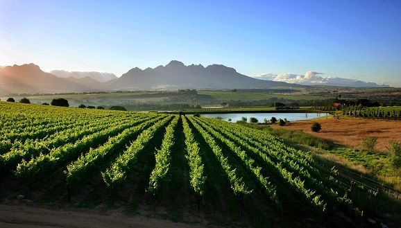Wineland