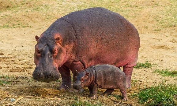 A mother-and-baby-hippo-near-the-kazinga-channel-uganda-
