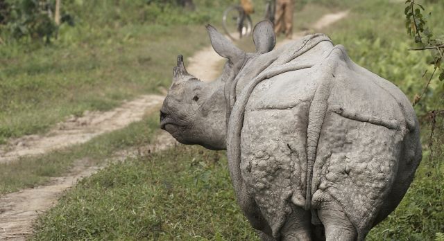 Nashorn im Kaziringa Nationalpark
