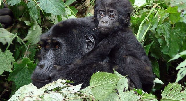 Highlights of Rwanda