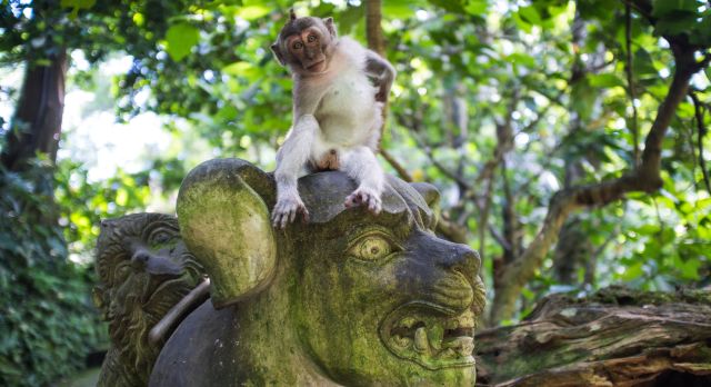 Moneky forest, Ubud, Badi, Indonesia