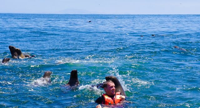 Swim with playful sea lions at Palomino Islands