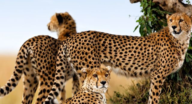 Get sight of the cheetah